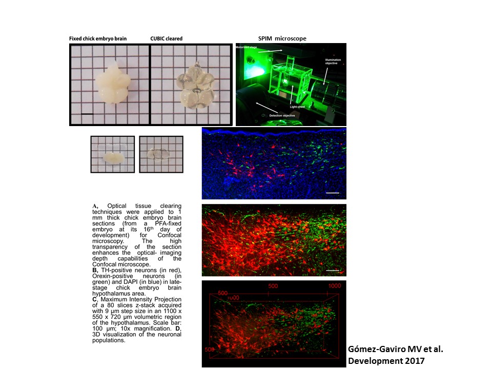 Neural Cell Biology and Optical Tissue Clearing BiiG